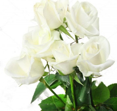 白玫瑰種子