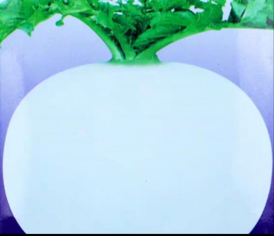 南韓水晶蘿白種子